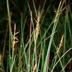 Carex pulicaris Habit