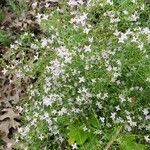 Stenaria nigricans Fleur