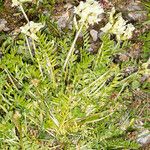 Oxytropis campestris Hábito