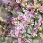 Limonium bellidifolium Flor