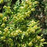 Platycladus orientalis Autre