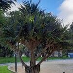 Pandanus utilis Blatt