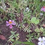 Schizanthus pinnatus Fleur