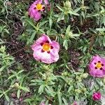 Cistus x purpureus Alkat (teljes növény)