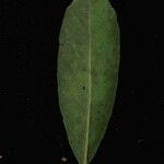 Ilex affinis Leaf