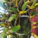 Bulbophyllum ngoyense Листок