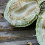 Celtis bungeana Other