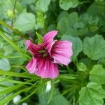 Malva verticillata Floro