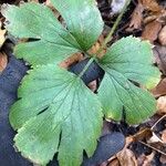 Ranunculus hispidus Leaf