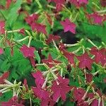 Nicotiana alata Flors