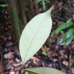 Eugenia albicans Leaf