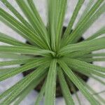 Cordyline indivisa অভ্যাস