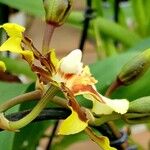 Oncidium altissimum 其他