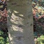 Abies lasiocarpa Ekosanga