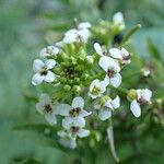 Nasturtium officinaleBlüte