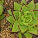 Echeveria agavoides Feuille