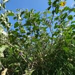 Solanum robustum Tervik taim