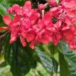 Clerodendrum splendens Flower