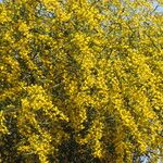 Acacia saligna Kwiat