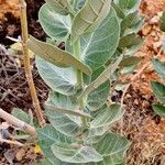 Calotropis procera 叶