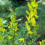 Genista tinctoriaFlor