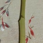 Begonia spp. ᱮᱴᱟᱜ