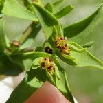 Euphorbia exigua Hoja