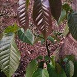 Handroanthus heptaphyllusLeht