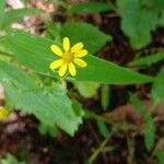 Senecio bombayensis花