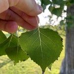 Populus deltoides Fulla