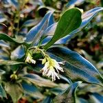 Sarcococca orientalis Květ