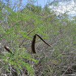 Acacia berlandieri Hábito