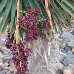 Coccothrinax borhidiana Fruto