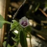 Ipomoea eriocarpa Beste bat