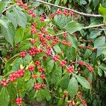 Lonicera maackii Fruit