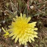 Scorzonera aristata Flower