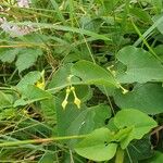 Aristolochia clematitisFlower