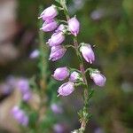 Calluna vulgarisFlower