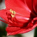 Hippeastrum reginae Arall