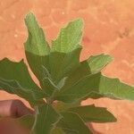 Chenopodium ficifolium Lehti