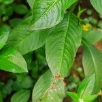 Ludwigia erecta Blatt