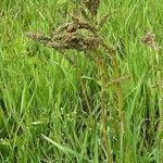 Rumex acetosa Цвят