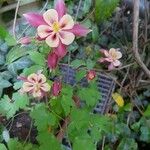 Aquilegia canadensis L.Flor