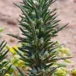 Ifloga spicata Flower