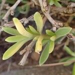 Delosperma sutherlandii Hostoa