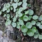 Umbilicus rupestris Leaf