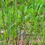 Hemarthria altissima Leaf