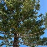 Araucaria heterophyllaपत्ता