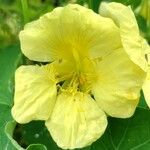 Tropaeolum minus Flor