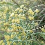 Achyrocline flaccida Flor